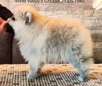 Wine Valley´s ChupaChups   "PATE"